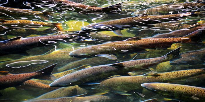 It&#039;s easy for fish that live in tight quarters to get sick. Photo: Thinkstock