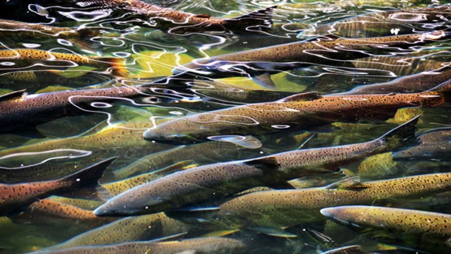 Stressed-out salmon get sick