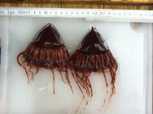 Periphylla periphylla, kronemaneter. Foto: Morten Krogstad, Nord Universitet