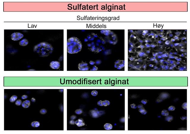 Kjemisk sulfatert alginat stimulerer innkapslede chondrocytter (bruskceller) til å dele seg og danne ny brusk, i motsetning til umodifisert alginat. Illustrasjon: Ece Öztürk, ETH Zürich