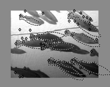 Avanserte algoritmer ligger bak overvåkingen av fisken. Foto: SINTEF IKT