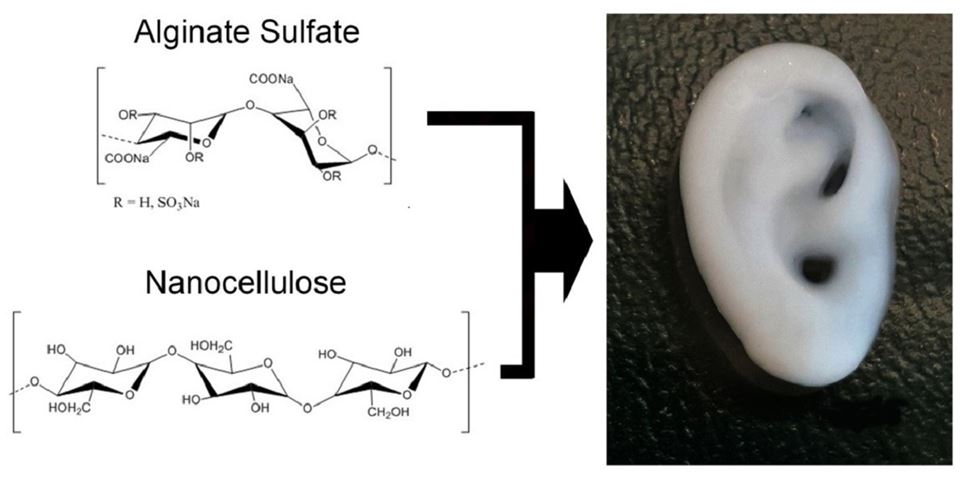 Ved å blande sulfatert alginat med nanofibre av cellulose får vi et «blekk» for 3D-printing av stillasmaterialer sammen med celler. Foto: Michael Müller (ETH Zürich)
