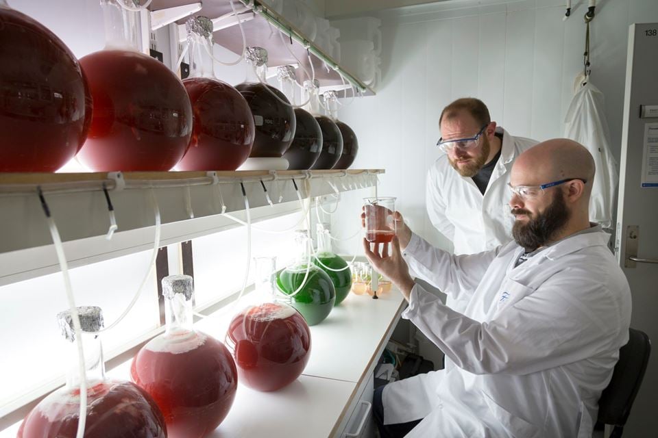 Forsker Andy Booth i SINTEF (bakerst) og NTNU-partner Iurgi Imanol Salaverria-Zabalegui dyrker alger som senere skal "utsettes" for mikroplast. Foto: Thor Nielsen.