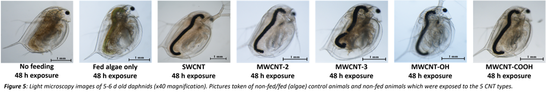 daphnia-picture1