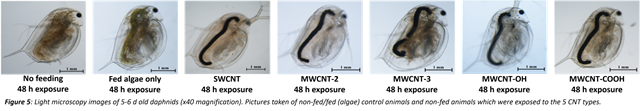 daphnia-picture1