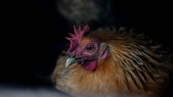 Høner er ikke søppel