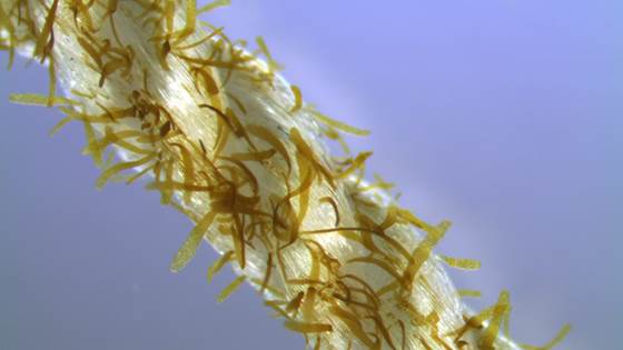 Alger og plankton – den nye oljen?