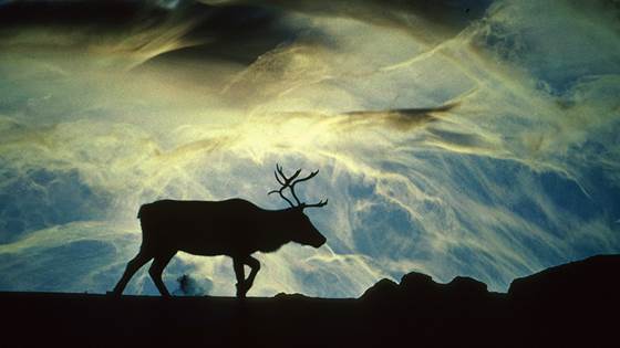 Den magiske reinsdyrnesen