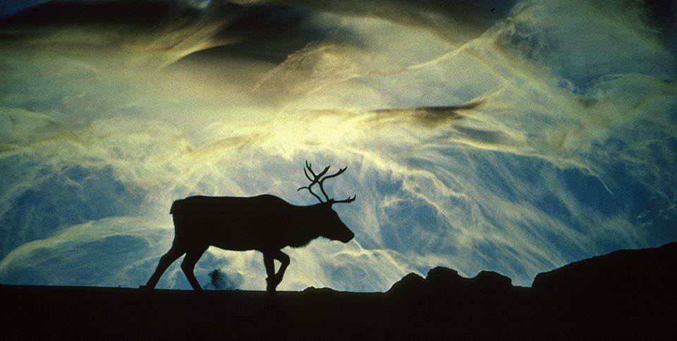 Kan svaret på hvorfor Rudolf klarer seg godt i kaldt klima ha noe med nesens konstruksjon å gjøre? Illfoto: Stig Tronvold/Samfoto