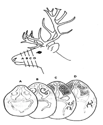 Illustrasjonen viser en reinsdyrnese som har blitt delt opp i skiver og viser at nesen innvendig ligner på en konkylie.