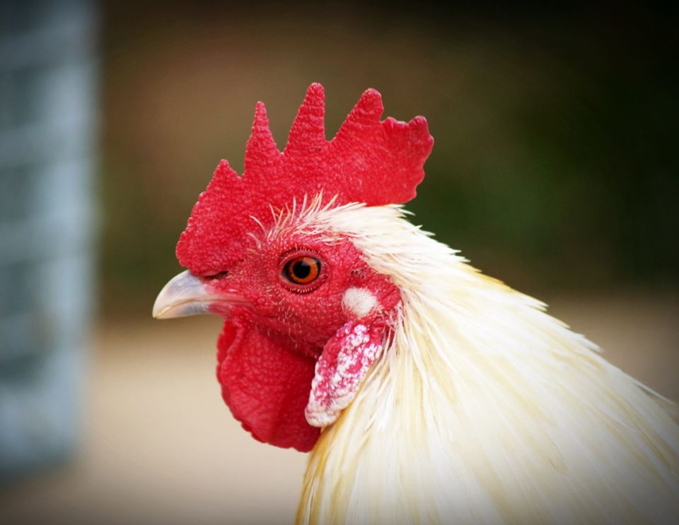 Høner som blir til betongtilslag ble nylig løftet fram i FBI sin nye serie om matsvinn, noe som har gitt mye oppmerksomhet rundt blant annet verpehøns og "stygge" grønnsaker som matressurs som i dag blir kastet. Illustrasjonsfoto: Pexels.