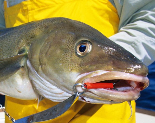 Dette torskehodet er stappfullt av proteiner. Nå skal de utnyttes. Illustrasjonsfoto: Thinkstock.