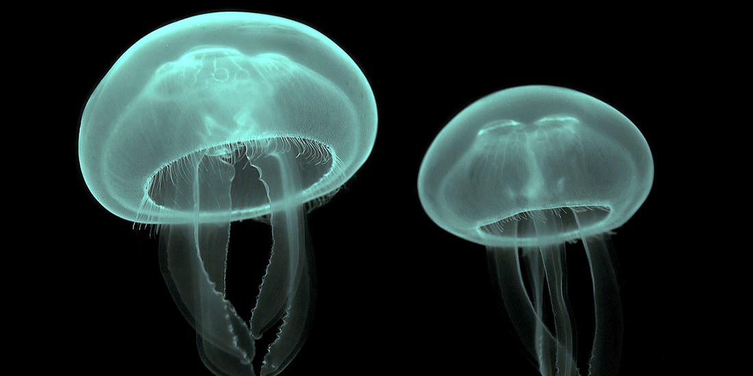 Hvordan påvirkes de av vanntemperaturer, strømmer, saltinnhold eller andre miljøpåvirkninger? Hvor er de om vinteren? Hva tar de til seg fra miljøet rundt? Dette er noen av spørsmålene EU-prosjektet GoJelly skal se nærmere på. På bildet ser vi glassmaneter. Foto: Luc Viatour/Wikipedia