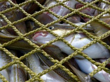 Fersk, men uten sprell: Denne fisken er nylig tatt opp på båten og skal snart fryses inn i forskningens tjeneste. Foto: Guro Møen Tveit, SINTEF