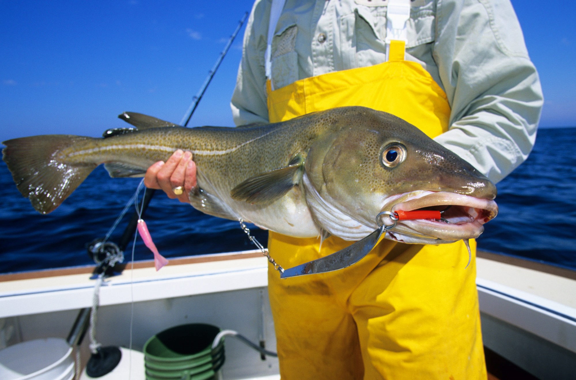 Dette torskehodet er fullt av proteiner og bør utnyttes til det fulle,  konkluderer forskere. Illustrasjonsfoto: Thinkstock.