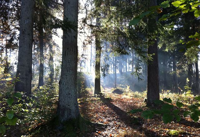 Her finner vi naturens eget supermateriale som kan erstatte plast i flere sammenhenger. Foto: Colourbox