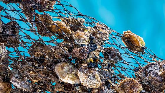 Slik kan sikkerheten ved havbruk bli bedre