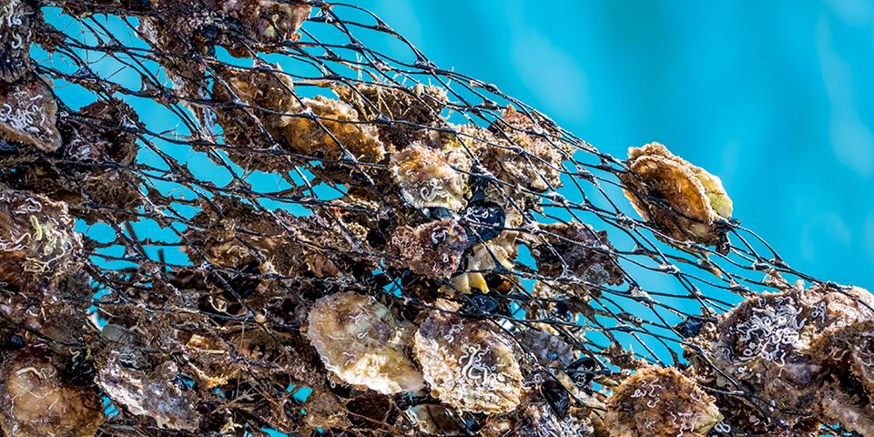 Havbruk er en av de norske næringene med størst risiko for arbeidsulykker. Illustrasjonsfoto av østersoppdrett: Colourbox