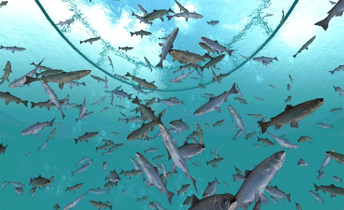 Hvordan står det egentlig til med fisken? Ny kamerateknologi kan gjøre livet bedre for oppdrettslaksen, for å nevne noe. Illustrasjon: NTNU