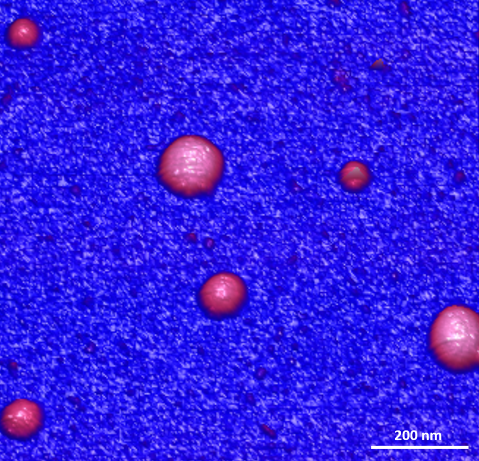 Meldinger fra hjernen: Disse partiklene, kalt eksosomer, har vakt forskernes interesse fordi de kan passere blod-hjerne-barrieren. Bildet er tatt med AFM-mikroskop.