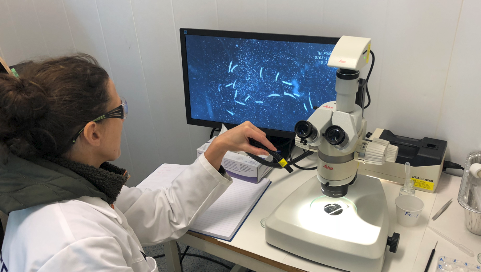 Hva skjer når maten til fiskeyngelen har magen full av stein?