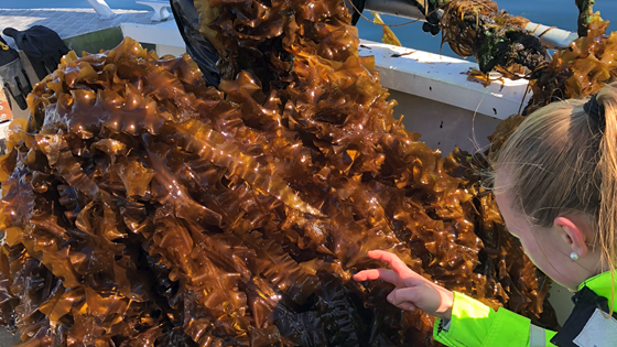 Storstilt taredyrking er klimahjelp