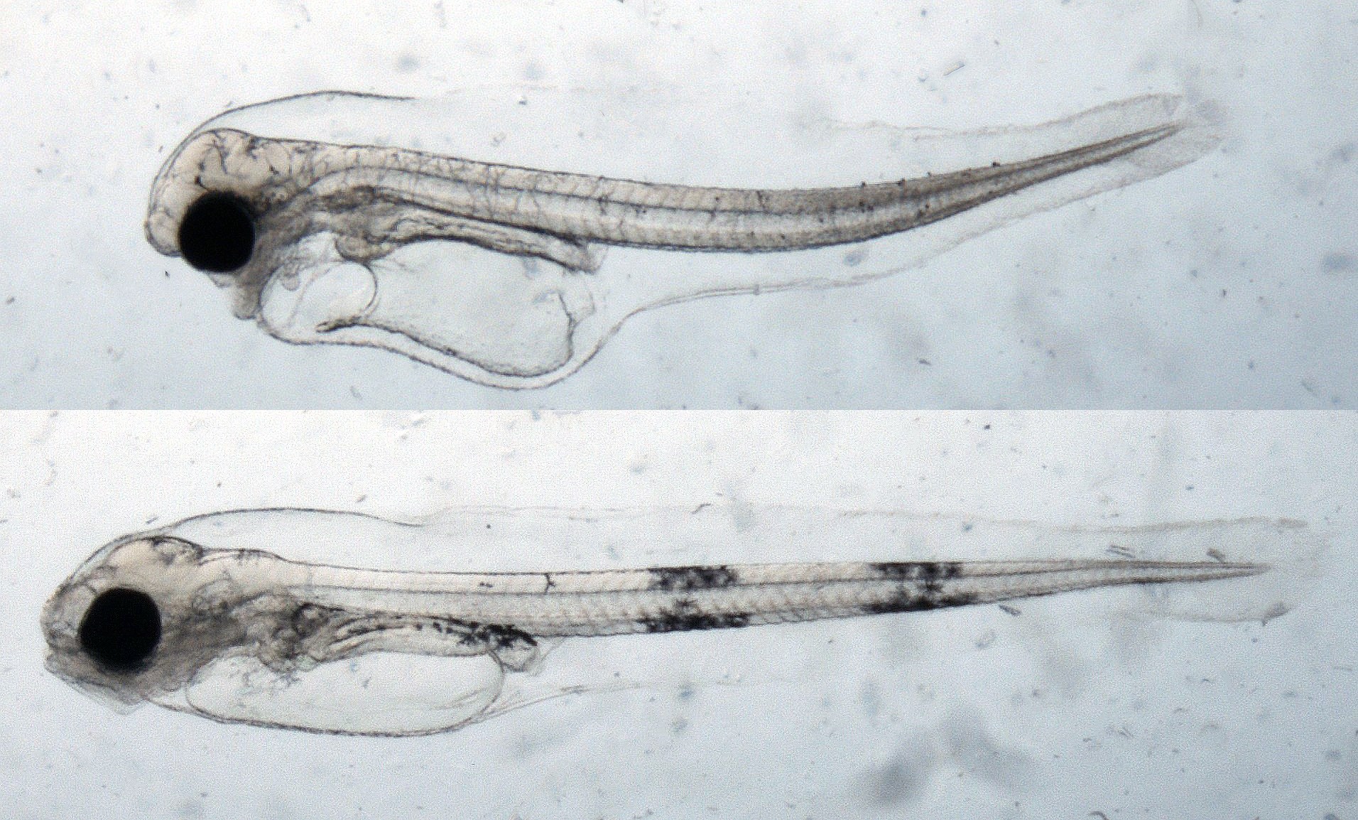 Bildene viser en normal og en deformert fiskelarve. Den deformerte larven skiller seg fra den normale fordi den er kortere. Den har også kranie-, kjeve- og ryggradsdeformiteter, og både plommesekk- og hjerteødem. Foto: Bjørn Henrik Hansen, SINTEF Ocean