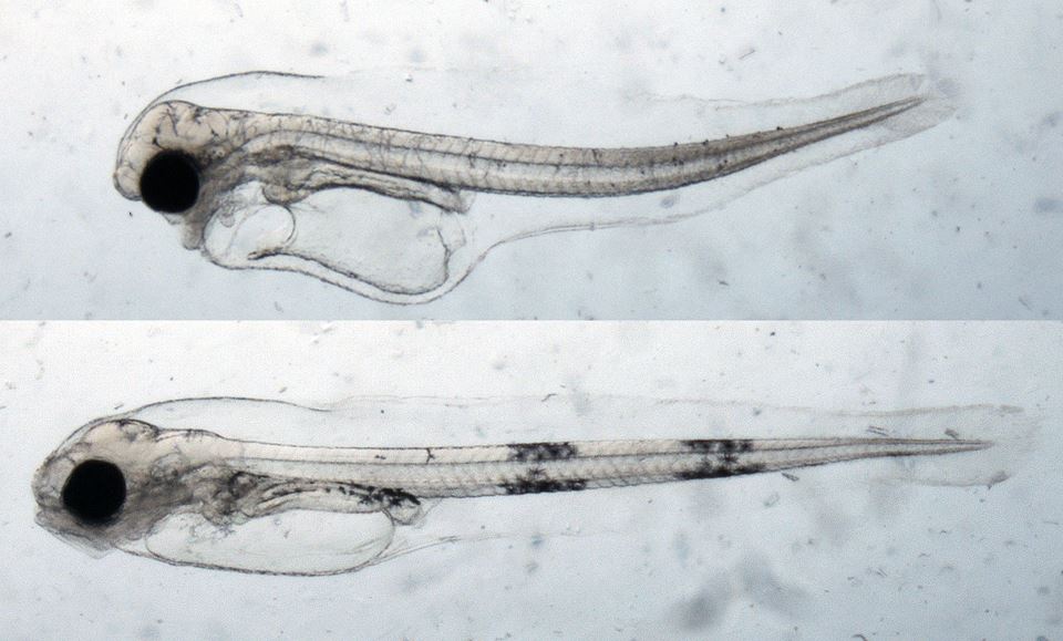 Bildene viser en normal og en deformert fiskelarve. Den deformerte larven skiller seg fra den normale fordi den er kortere. Den har også kranie-, kjeve- og ryggradsdeformiteter, og både plommesekk- og hjerteødem. Foto: Bjørn Henrik Hansen, SINTEF Ocean