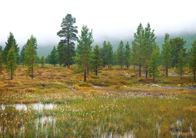 Bilde av norsk myrområde.
