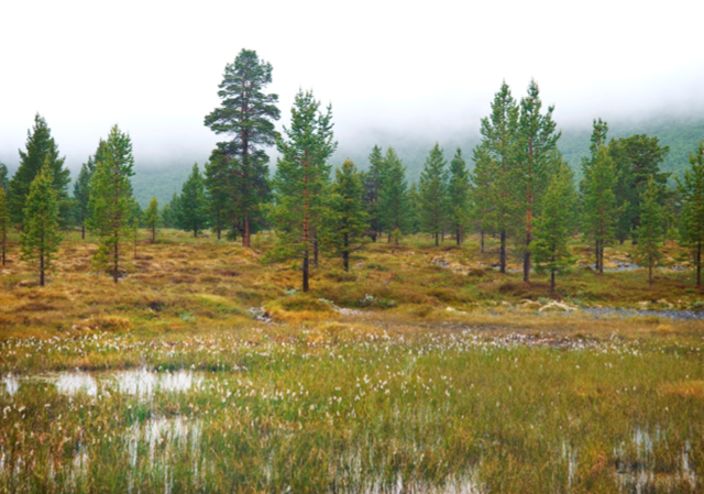 Bilde av norsk myrområde.