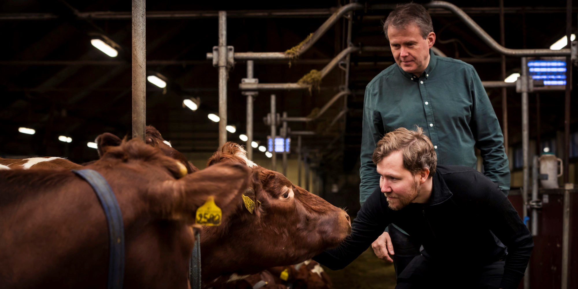 Ved å fange opp metangass som slipper ut når kyr raper på båsen, vil SINTEF-forskerne Tor Olav Sunde (foran) og Yngve Larring utnytte ubrukt energi – og spare klimagassutslipp i samme slengen. Her er de i fjøset på Bygdø Kongsgård som er med på forskningsprosjektet. Foto: Werner Juvik / SINTEF