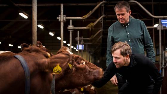 Ku-rap kan gi bonden klimavennlig energi