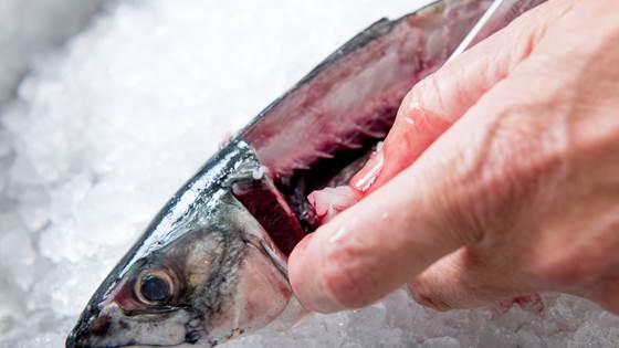 Det er mulig å fjerne lukt og smak fra fiskeproteiner
