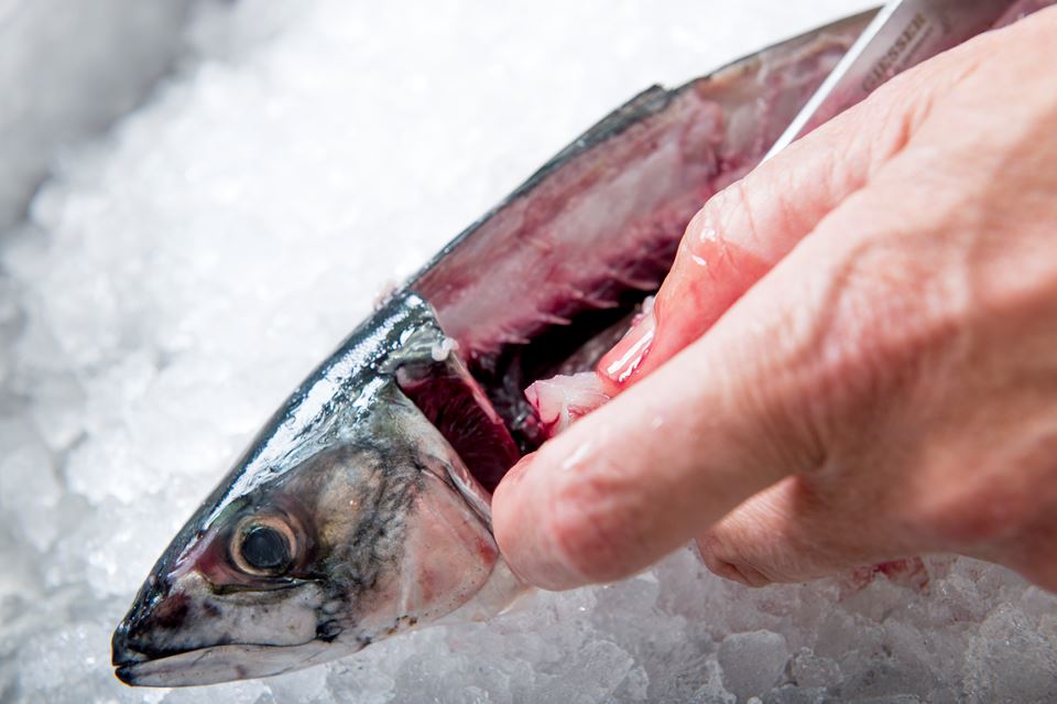 Vi nærmer oss produksjon av næringsrikt proteinpulver fra makrell-avskjær, i industriskala til et ventende marked. Alt råstoffet kan brukes, skriver bloggerne. Foto: Nofima