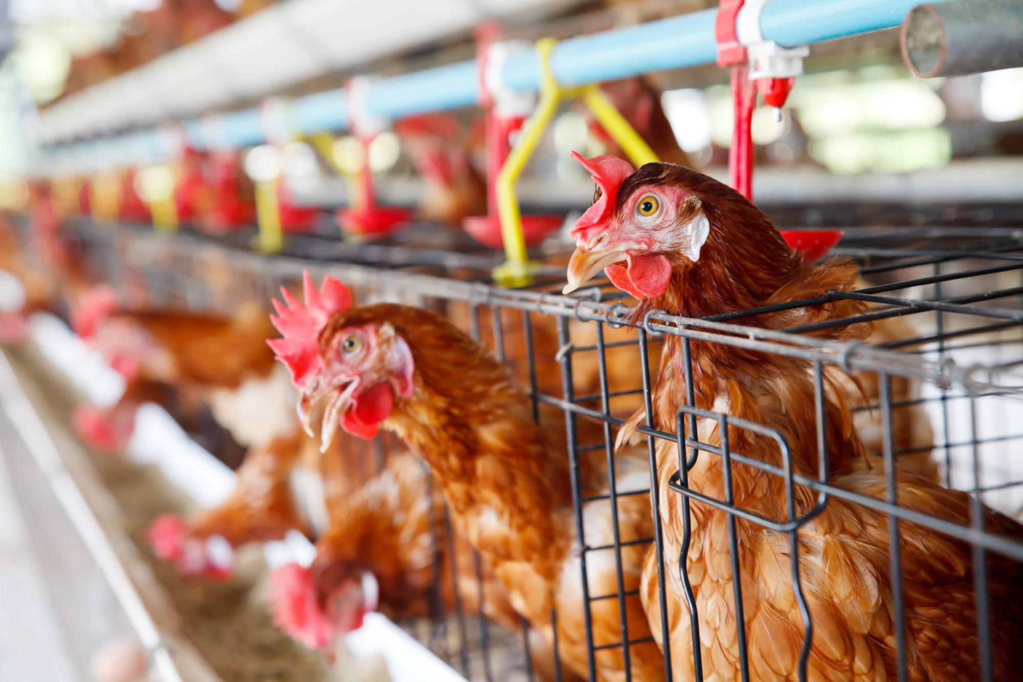 Fra betongtilslag til mat: Høna skal tilbake på tallerkenen, takket være en ny løsning som gjør slakting på gården mulig. Illustrasjonsfoto: iStock