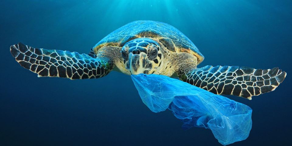 Skilpadder kan ta feil og tro at plast er maneter. Illustrasjon: Shutterstock, NTB