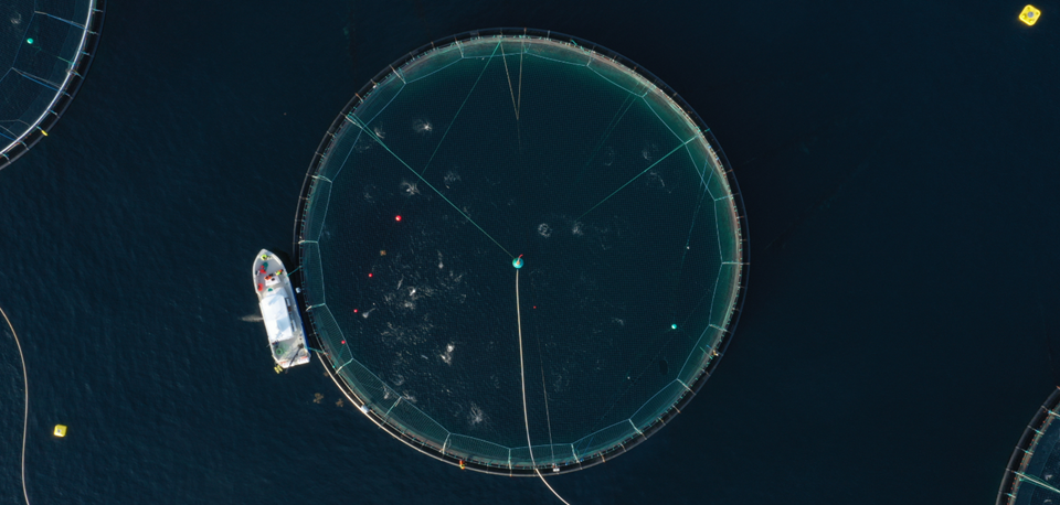 SINTEF har en av få forskningsinfrastrukturer i verden som er spesialisert på å utvikle og teste ny havbruksteknologi i fullskala. Her testes det lydbaserte fôringssystemet SICA. Foto: Magnus Oshaug Pedersen