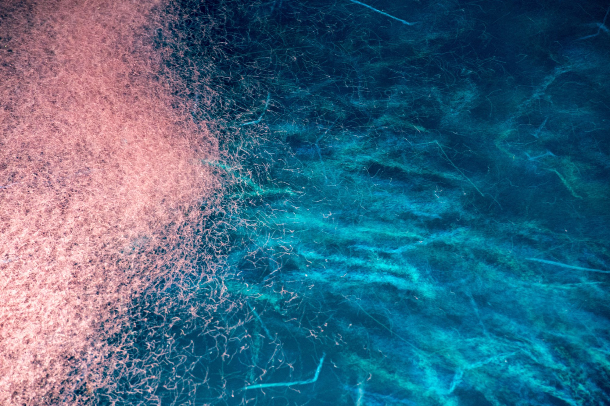 Milliarder av småfisk og andre dyr er en lite utnyttet resurs. Nå skal vi høste og bruke mer av de lavtrofiske marine artene, mener forskere. Illustrasjonsfoto: iStock.