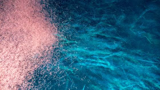 Nytt forskningssenter skal foredle uutnyttede matressurser fra havet