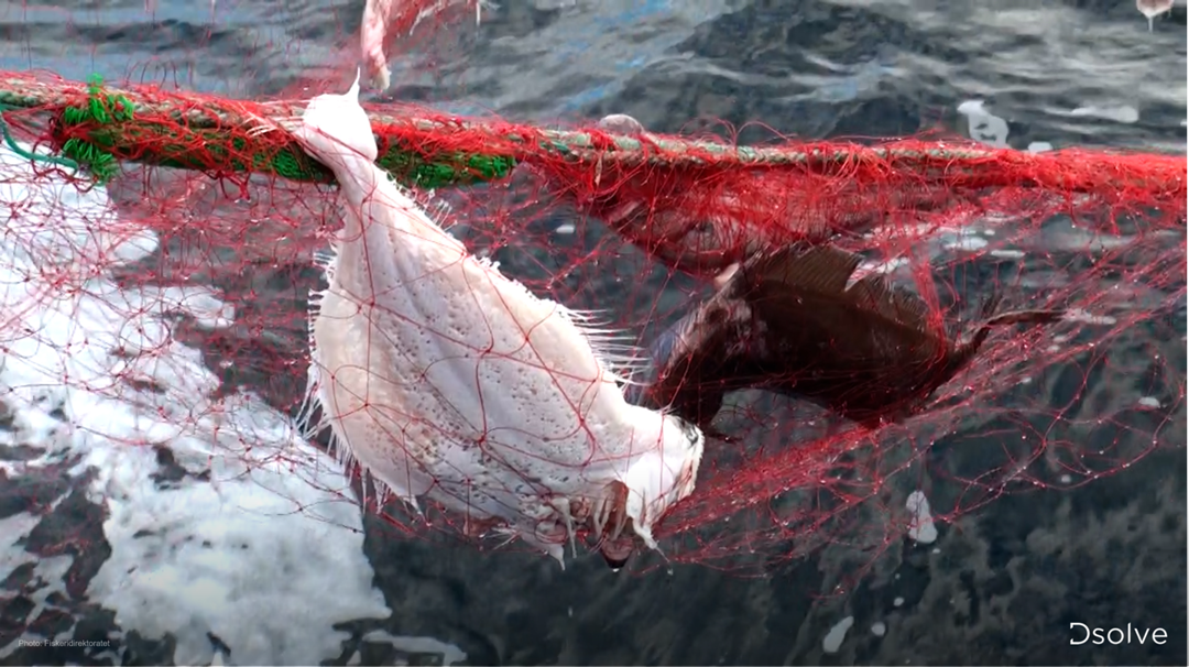 Halvråtten fisk i glemt garn. 