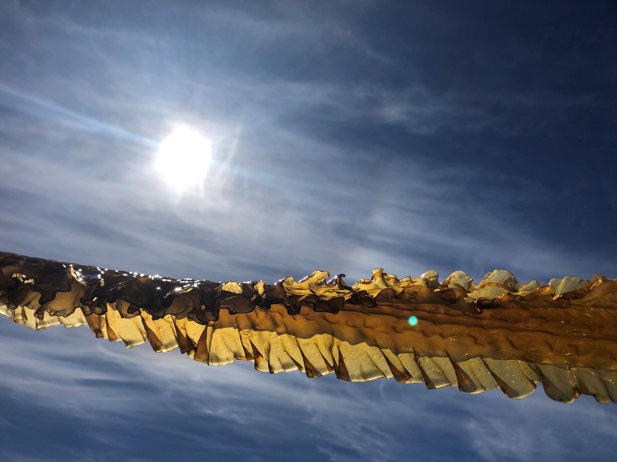 Nå er tiden moden for å realisere potensialet som ligger i denne klimapositive løsningen:  Storskala anlegg for taredyrking til havs, mener SINTEF. Foto: SINTEF Ocean