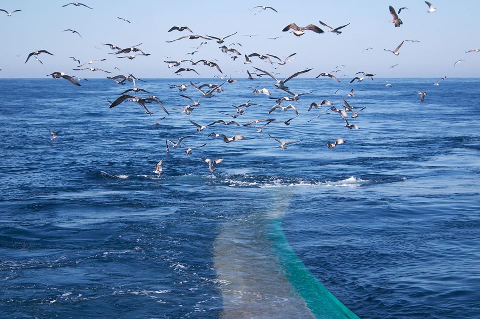 – Vi må høste fra naturen på mer effektivt og skånsomt vis enn i dag, skriver artikkelforfatteren. Ett av målene hun beskriver er en nær fremtid der teknologi klarer å sortere ut fiskearter som fiskerne ikke har kvoter på – eller som må beskyttes – før disse engang høstes. Illustrasjonsfoto: Shutterstock