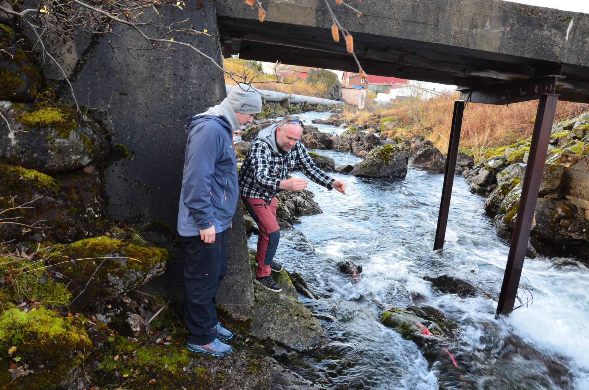 Dette unike prosjektet gir håp for rødlistet laks