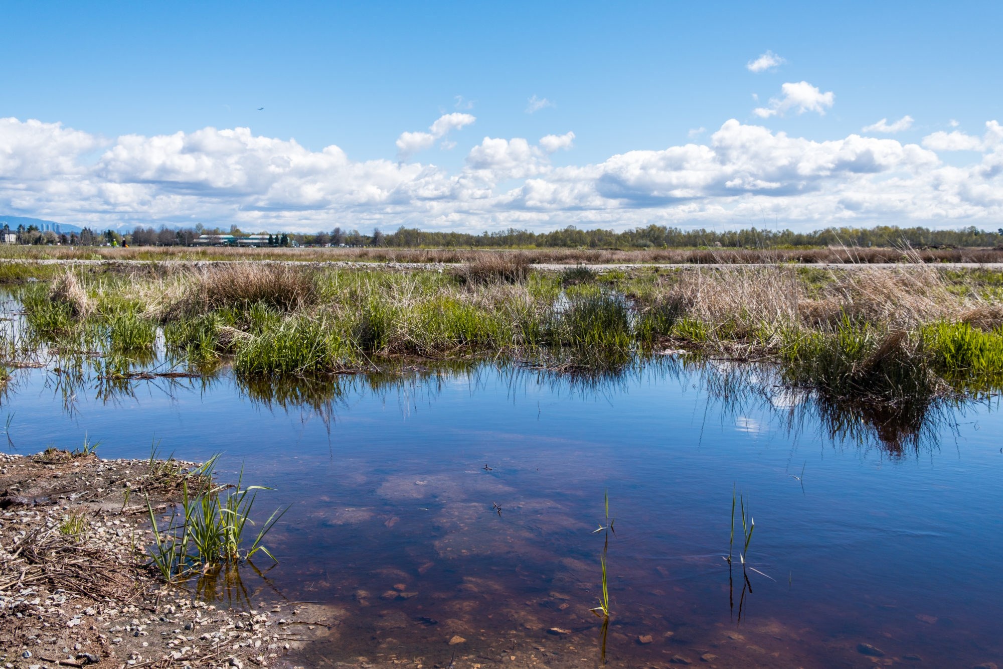 Sumpene mellom land og hav er mer verdifulle enn du tror, ifølge forskere. Blant annet beskytter de oss mot ekstremvær. Foto: Shutterstock