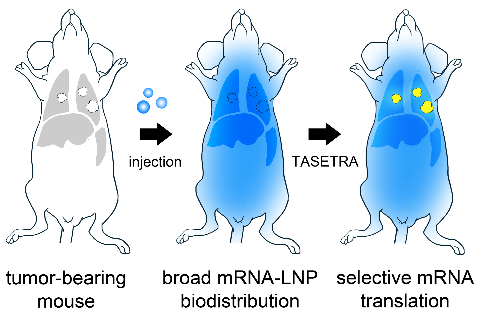 Modell av hvordan mRNA brukes som kreftbehandling i mus.