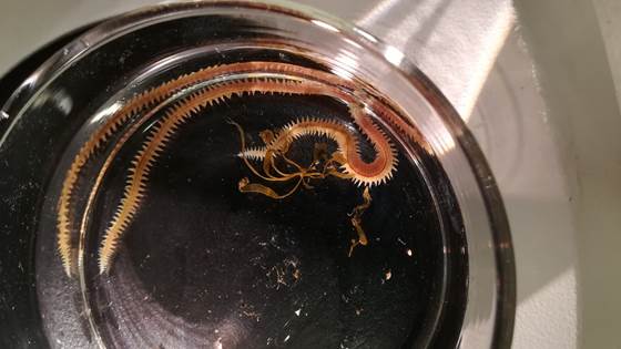 Er det trygt å gi laksen børstemark som er fôret opp på fiskebæsj?