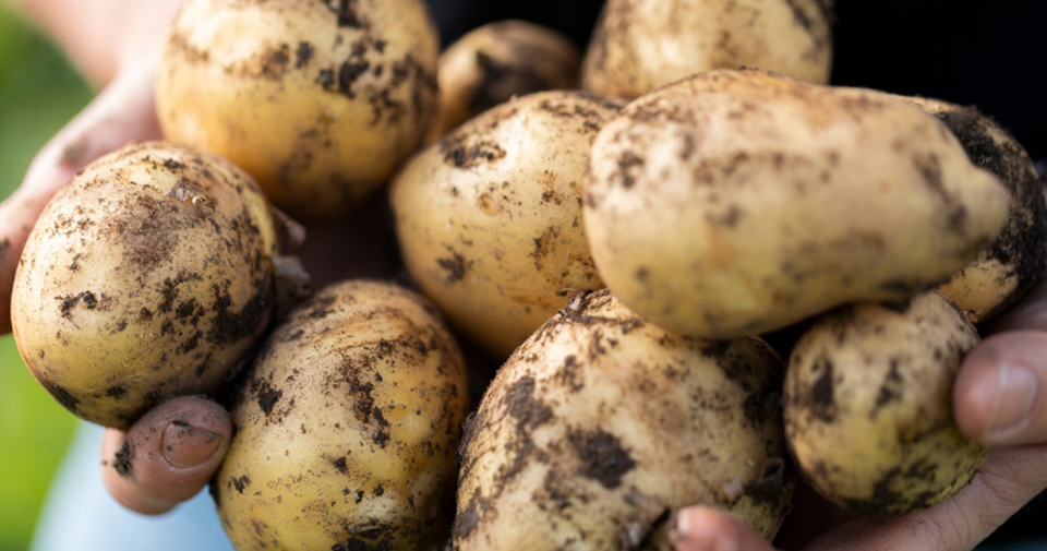 Ifølge entusiaster er poteter dyrket langt nord en av verdens beste råvarer. Nå skal den bli enda sunnere. Foto utlånt av Trøndersk mat og drikke.