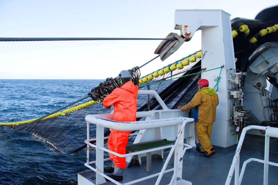 Ringnotfiske er en vanskelig kunst. Men et nytt system utviklet hos SINTEF kan gjøre fisket mer presist og mindre stressende. Bildet er tatt om bord i fiskebåten Vendla. Foto: Guro Møen Tveit