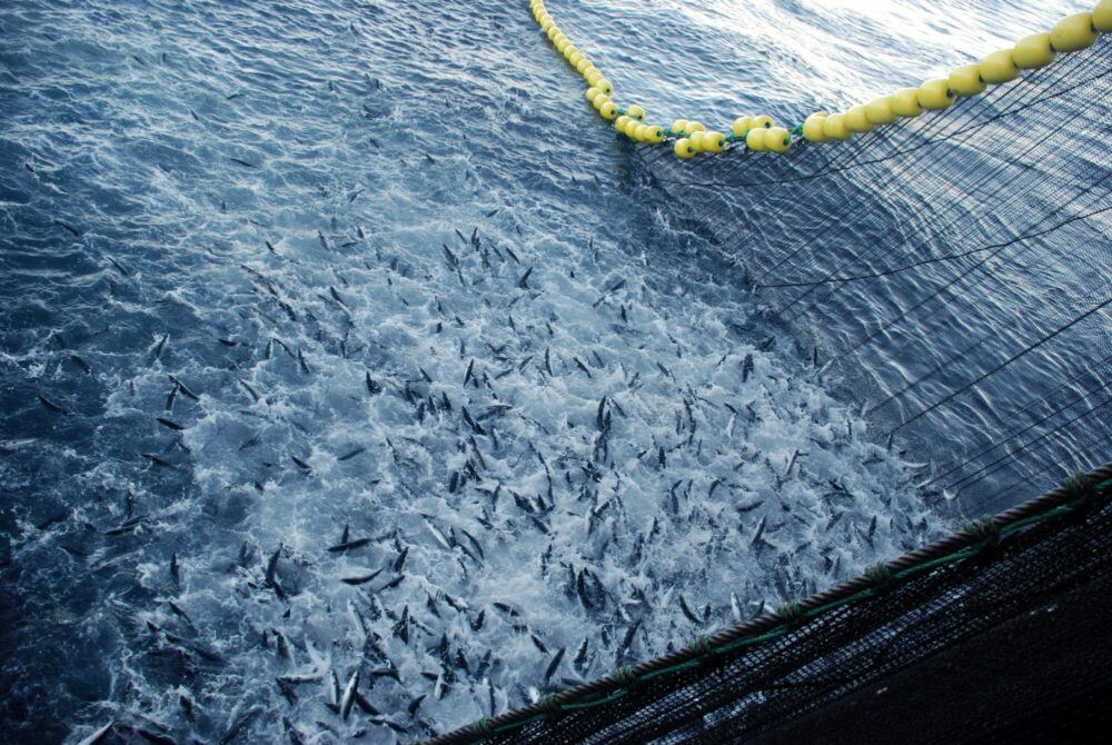 Fiskestim hentes opp med ringnot
