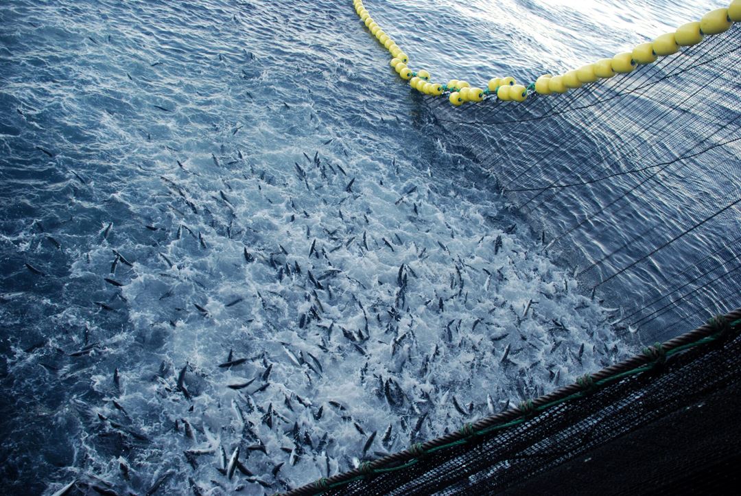 Fiskestim hentes opp med ringnot